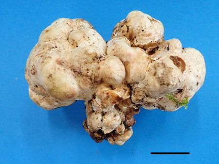 Японский институт успешно культивирует белый трюфель | Nippon.com