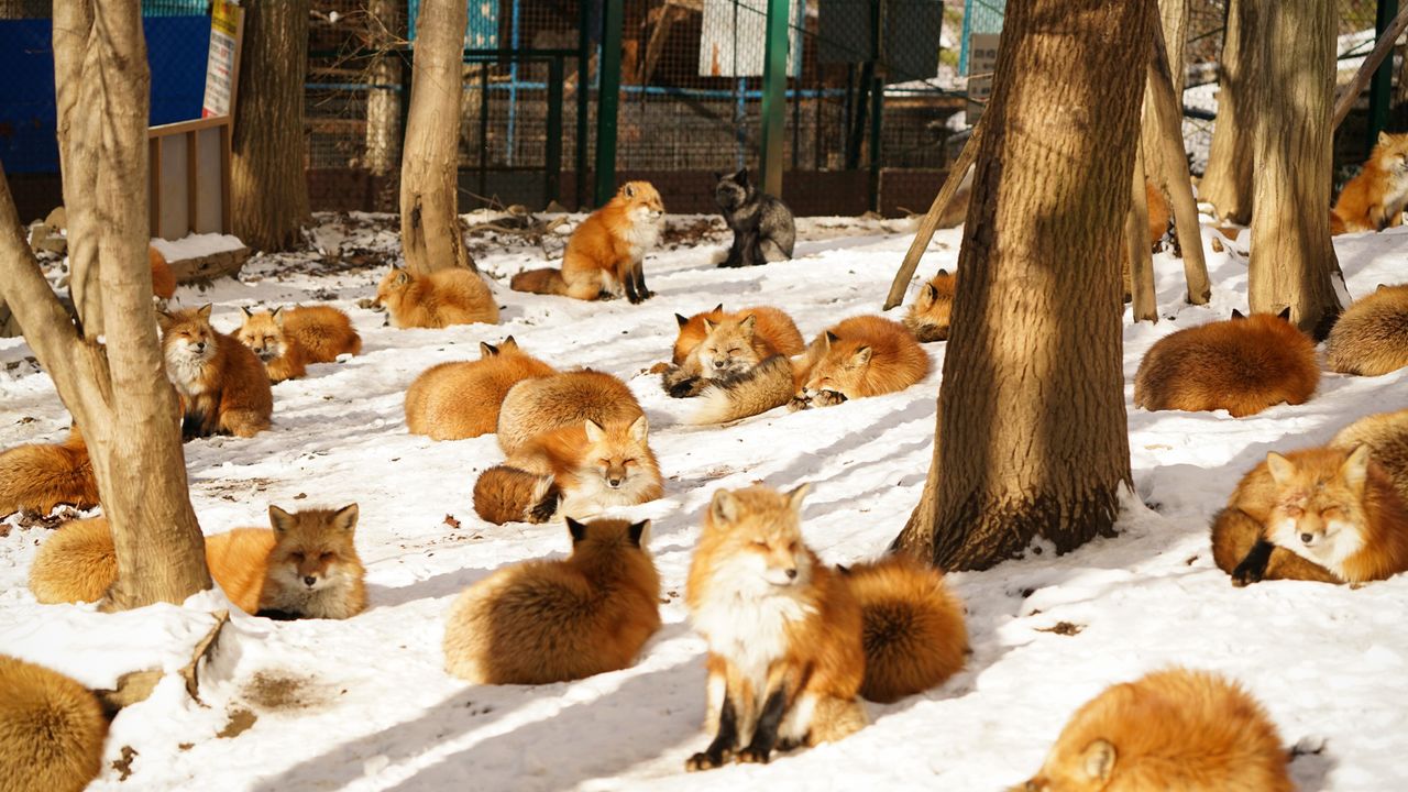 Деревня лис в японии