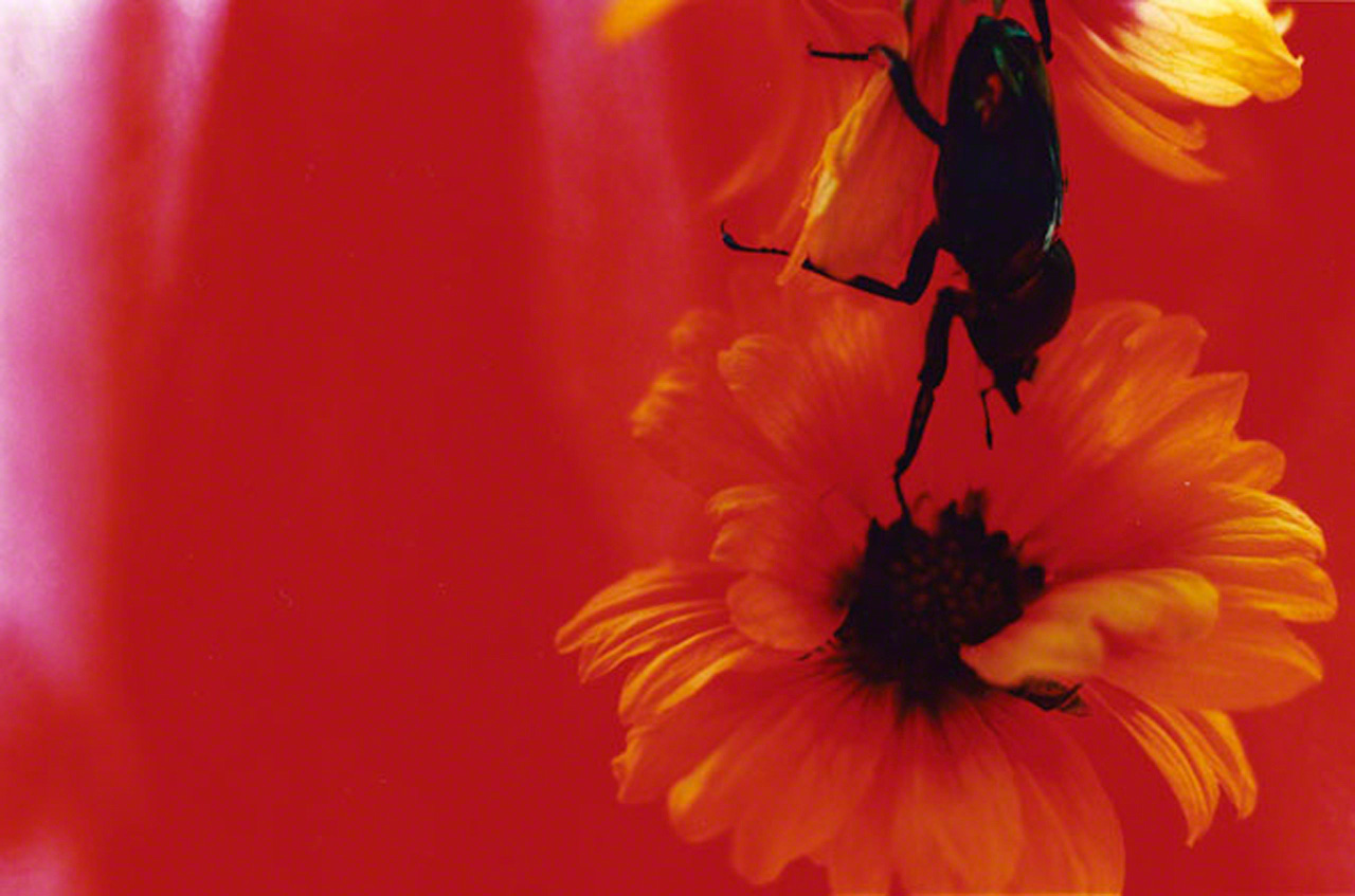 写真集『Acid Bloom』(エディシオン・トレヴィル、2003年)より ©mika ninagawa, Courtesy of Tomio Koyama Gallery