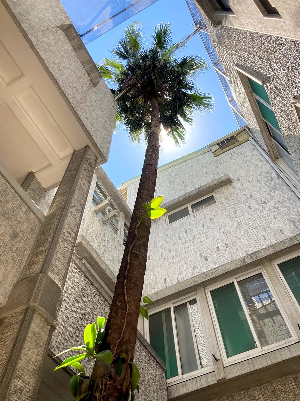 韓内児科診所の椰子の木