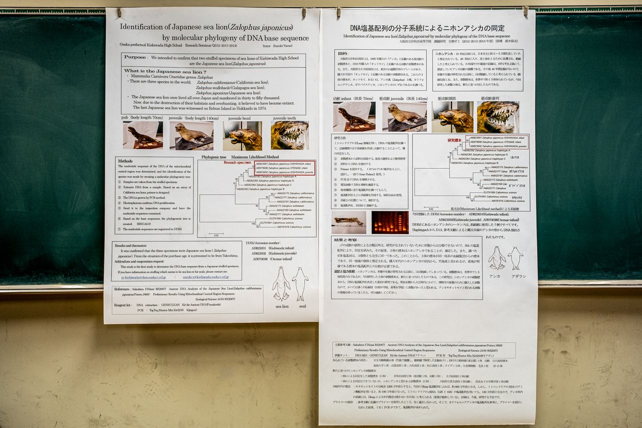 日本哺乳類学会2014年度大会中高生ポスター発表で、『DNA塩基配列の分子系統によるニホンアシカ剥製標本の同定』が最優秀賞を受賞。日本動物学会第85回学会大会(2014年9月13日)でも、優秀賞を受賞した©Michiko HAYASHI